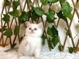 AY1133 Erkek British Shorthair Golden Point