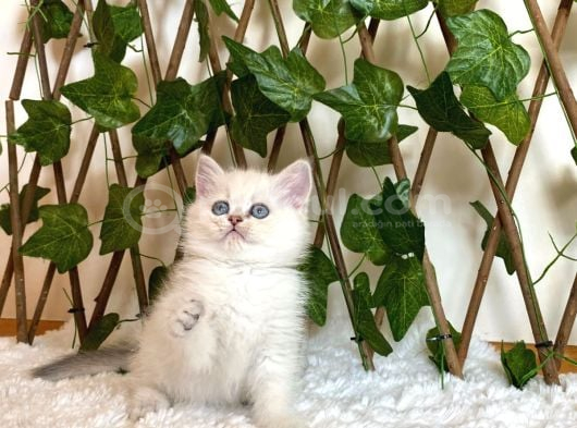 Ay1133 Erkek British Shorthair Golden Point