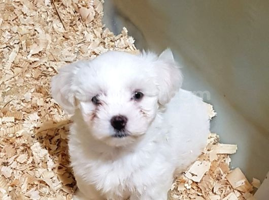 Muhteşem Maltese Terrier Yavrularımız görsel