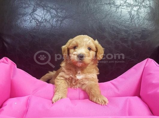 İnanilmaz Güzelli̇kte Malti̇poo Yavrular görsel