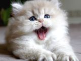 Oyuncu Golden Ay British Longhair