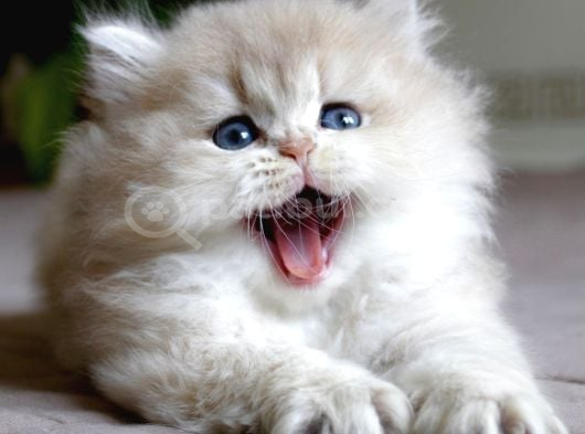 Oyuncu Golden Ay British Longhair görsel
