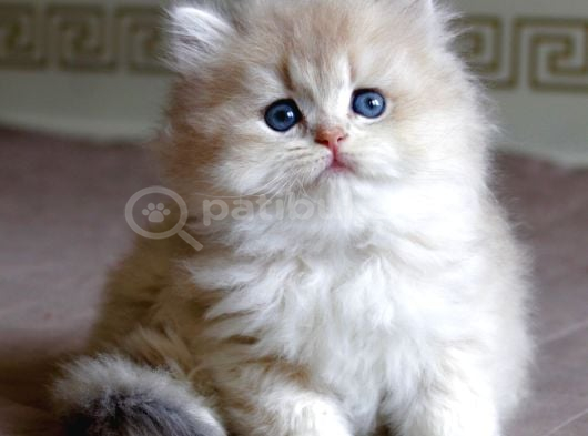 Oyuncu Golden AY British Longhair