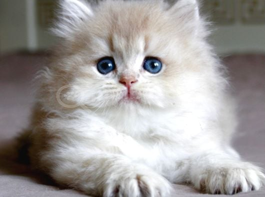 Oyuncu Golden Ay British Longhair görsel