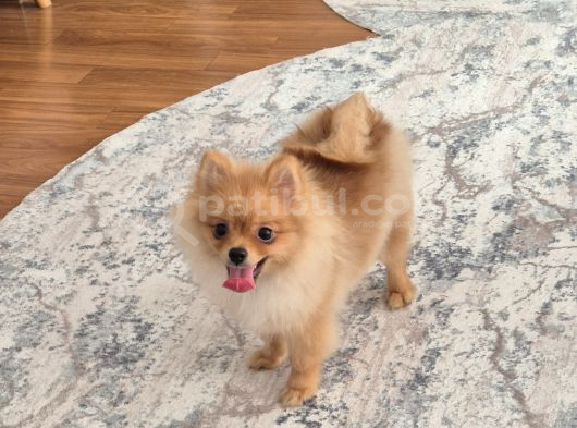 Pomeranian erkek izmir