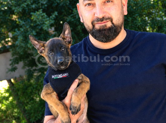 Deni̇zli̇ Mali̇noi̇s görsel