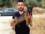 Deni̇zli̇ Mali̇noi̇s