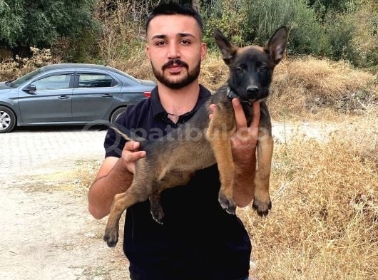 Deni̇zli̇ Mali̇noi̇s görsel