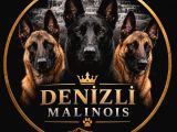 Deni̇zli̇ Mali̇noi̇s