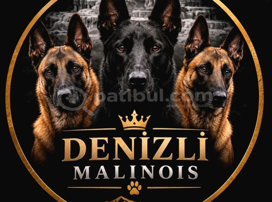 Deni̇zli̇ Mali̇noi̇s görsel
