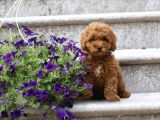 Süper Kali̇te Super Fi̇yatlara Toy Poodle Yavrular