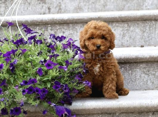 Süper Kali̇te Super Fi̇yatlara Toy Poodle Yavrular görsel