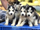 Mavi Gözlü Husky Yavrular