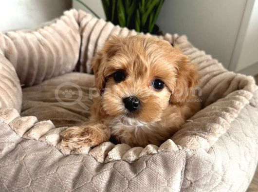 Kahve Beyaz Malti̇poo Ci̇nsi̇ Yavrular Ev Üreti̇mi̇ görsel