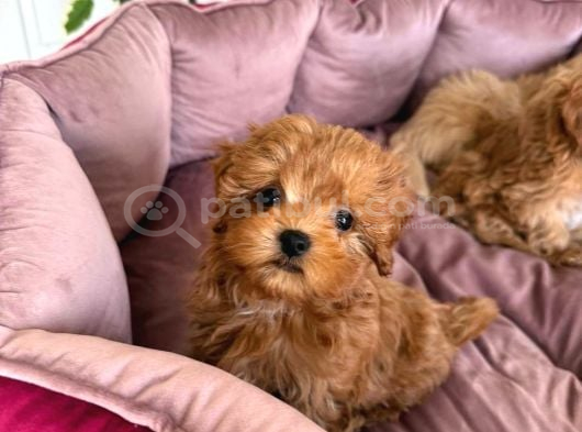 Kivircik Tüylü Malti̇poo Ci̇nsi̇ Yavrular görsel