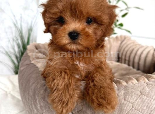 KIVIRCIK TÜYLÜ MALTİPOO CİNSİ YAVRULAR