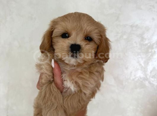Kahve Beyaz Malti̇poo Ci̇nsi̇ Yavrular Ev Üreti̇mi̇