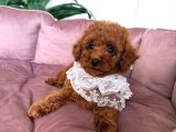 Braw Kipkirmizi Toy Poodle Ci̇nsi̇ Yavrular