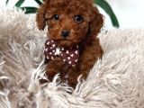 SEVİMLİ TOY POODLE YAVRUMUZ