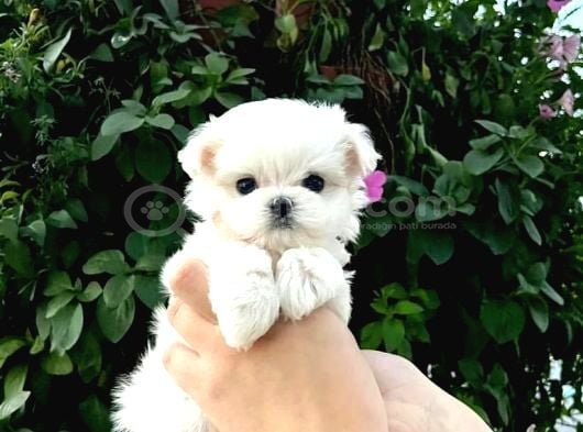Xs maltese bebekler