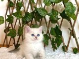 Ay1133 Erkek British Shorthair Golden Point