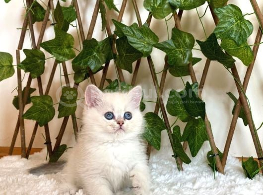 Ay1133 Erkek British Shorthair Golden Point görsel
