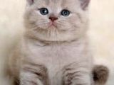 Nadir Bulunan Renk Tonuyla Lilac British Shorthair