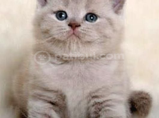 Nadir Bulunan Renk Tonuyla Lilac British Shorthair görsel
