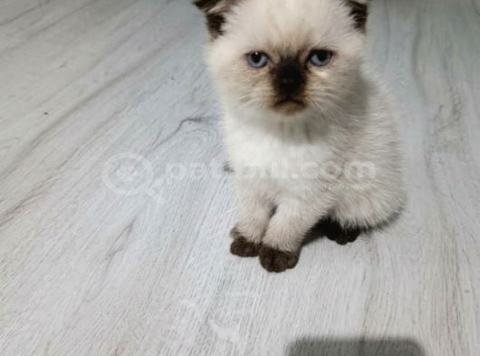Top Kafa Bebeklerim Teslime Hazır görsel