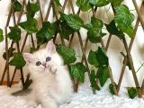 Ay1133 Erkek British Shorthair Golden Point