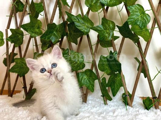 Ay1133 Erkek British Shorthair Golden Point görsel