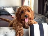 Bella poodle dişi