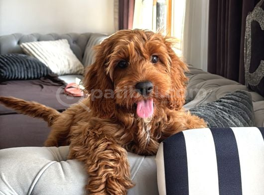 Bella Poodle Dişi