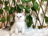 Ay1133 Erkek British Shorthair Golden Point