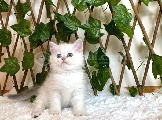 Ay1133 Erkek British Shorthair Golden Point görsel