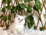 Ay1133 Erkek British Shorthair Golden Point