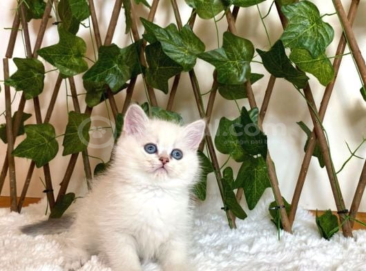 Ay1133 Erkek British Shorthair Golden Point görsel