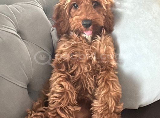 Bella Poodle Dişi görsel