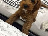 Bella Poodle Dişi