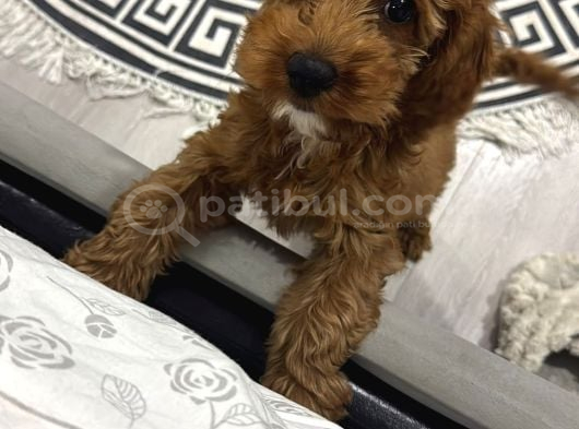 Bella Poodle Dişi görsel