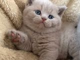 Nadir bulunan renk tonuyla Lilac british shorthair