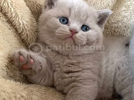 Nadir bulunan renk tonuyla Lilac british shorthair