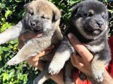 Mükemmeli Arayanlara Shiba Inu Yavrylarımız