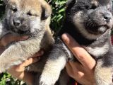 Mükemmeli Arayanlara Shiba Inu Yavrylarımız