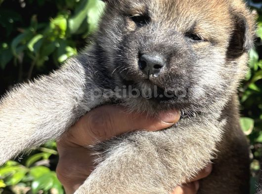 Mükemmeli Arayanlara Shiba Inu Yavrylarımız görsel