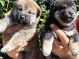 Mükemmeli Arayanlara Shiba Inu Yavrylarımız
