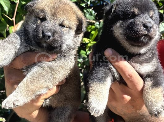 Mükemmeli Arayanlara Shiba Inu Yavrylarımız görsel