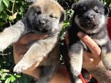 Mükemmeli Arayanlara Shiba Inu Yavrylarımız