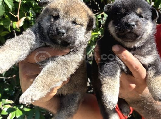 Mükemmeli Arayanlara Shiba Inu Yavrylarımız görsel