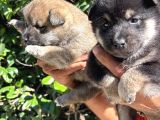Mükemmeli Arayanlara Shiba Inu Yavrylarımız